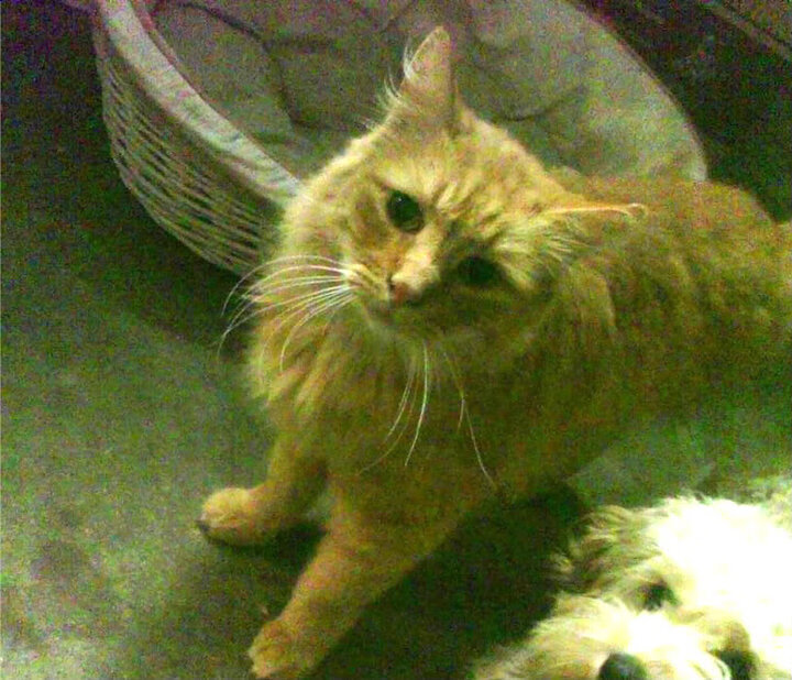 意甲传控体系：精准配合带来精彩瞬间，意甲传统强队