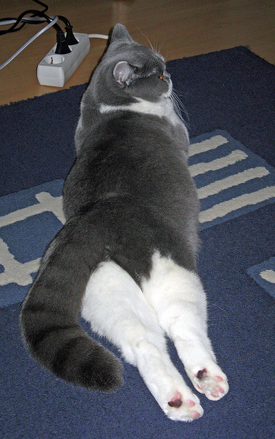 AYX GAME-欧洲杯激烈角逐：战术层层推进，精彩纷呈，欧洲杯进阶