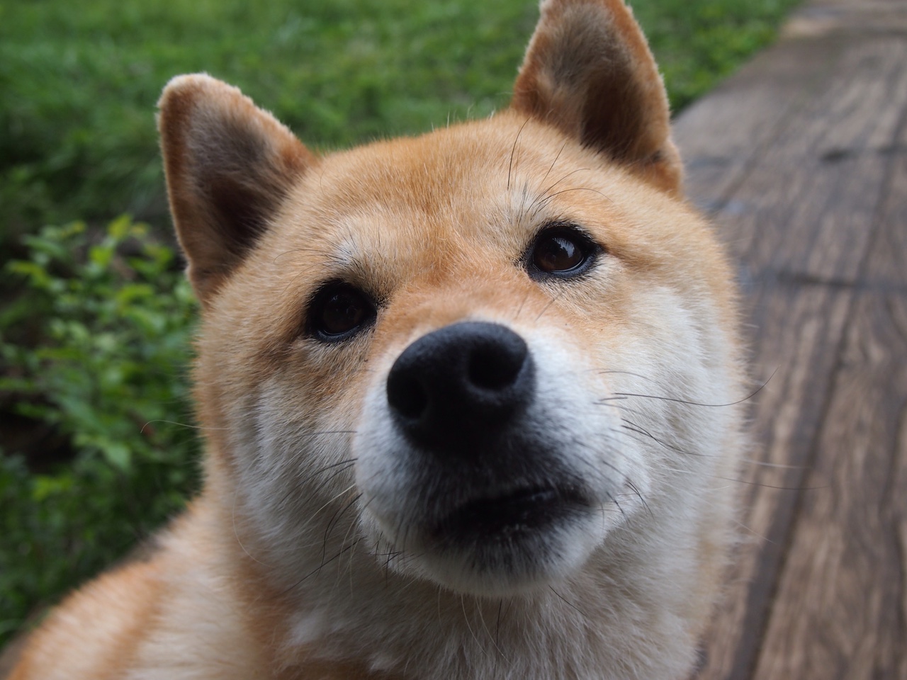 雄鹿力克公牛,系列赛焦点战中字母哥末节爆发,雄鹿战胜字母哥