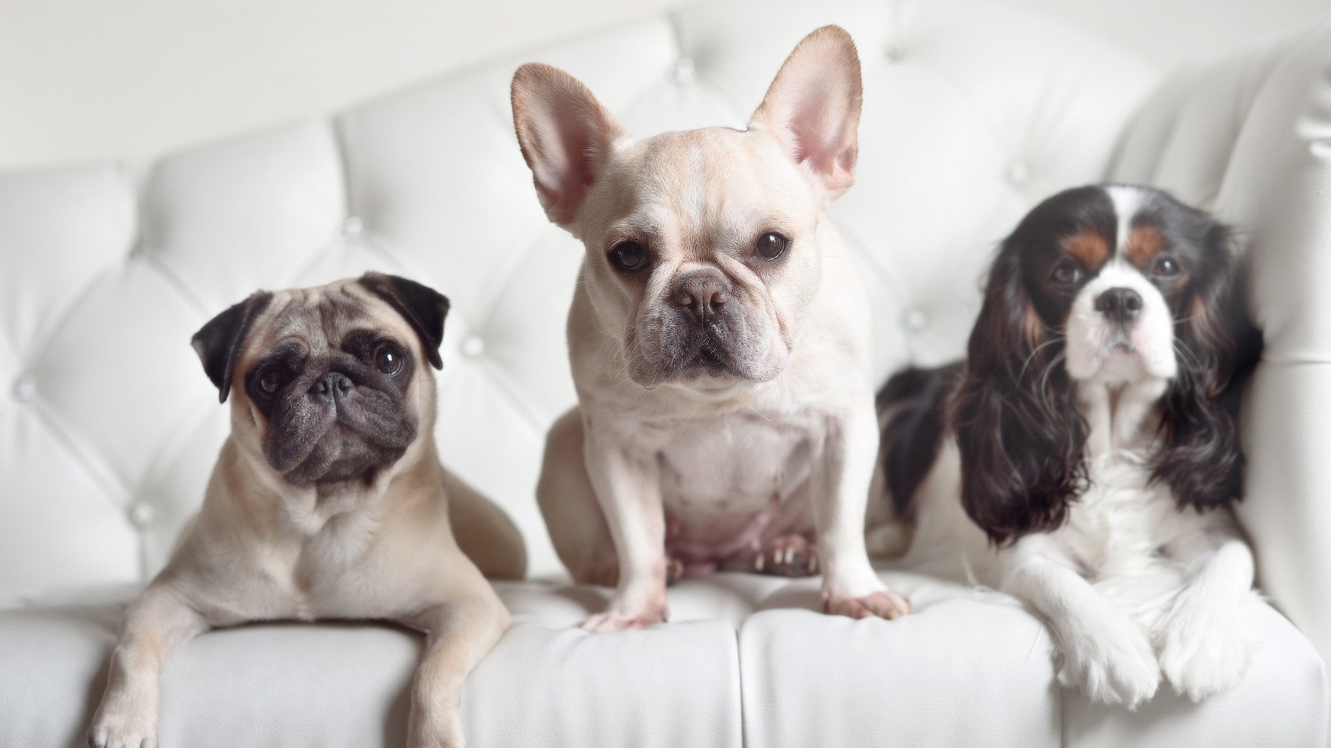 2025世俱杯:市场与竞技的双赢新模式,世俱杯2021参赛俱乐部