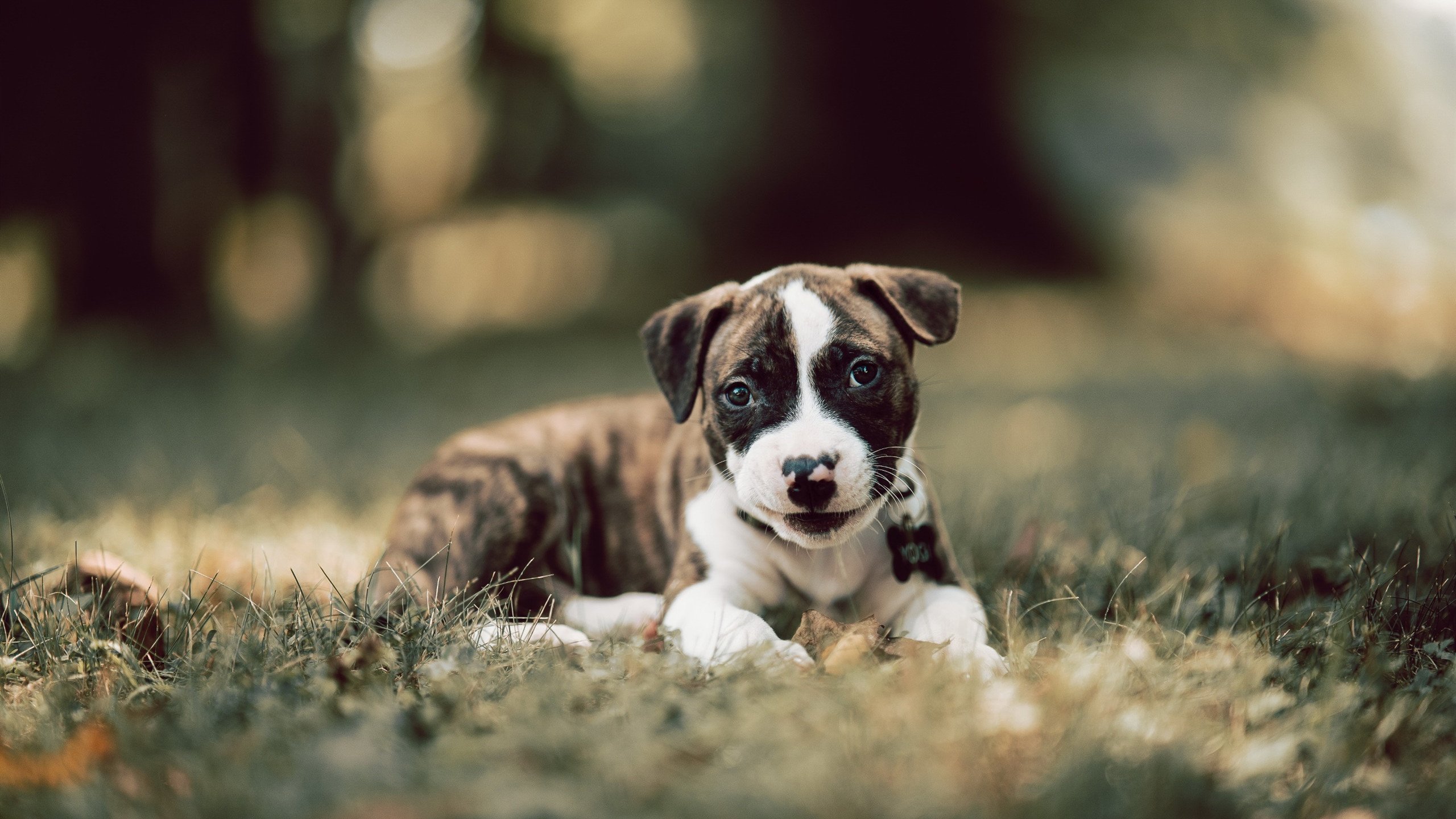 中小学体育教师继续教育需求调查,中小学教师继续教育远程培训笔记体育