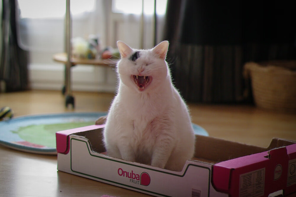 中国女篮全队积极应对挑战,中国女篮虽败犹荣