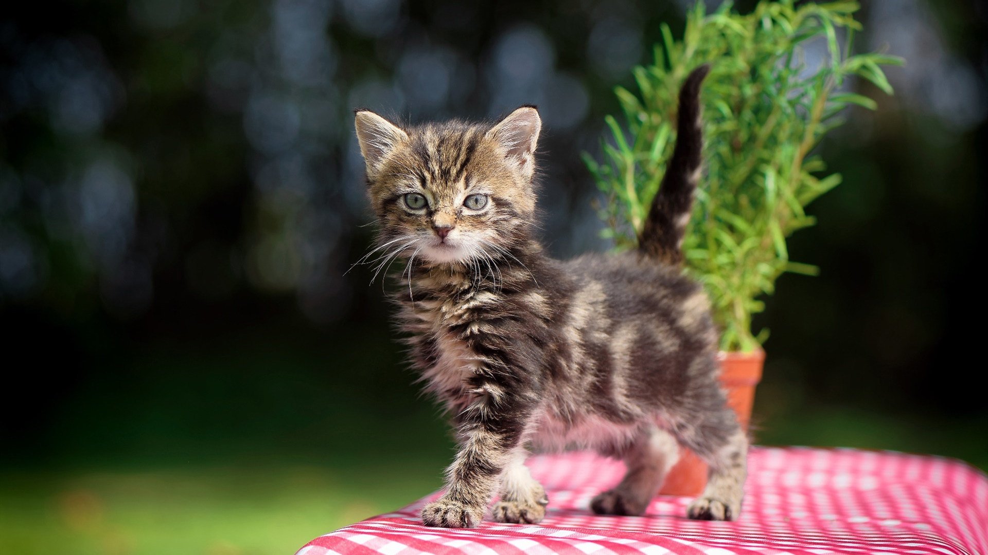 AYX体育-篮球赛场情绪控制训练成焦点话题，篮球比赛允许观众适度宣泄情绪