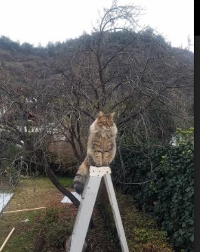 意甲激情对抗：从防守到进攻的完美转换，意甲情节