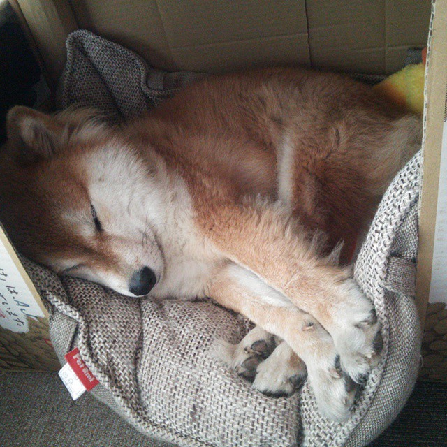 霍特·巴雷特：全黑队的“背后之王”，每次进攻都带来致命威胁